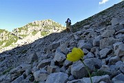 37 Nel Mandrone Papavero alpino (Papaver rhaeticum)